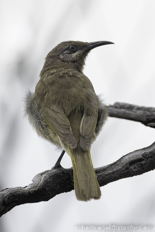 New Holland honeyeater